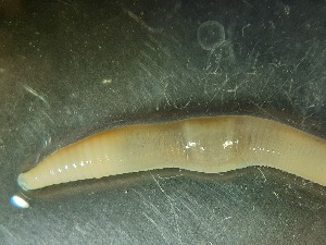  ( - ABOL-25-0362)  @11 [ ] Unspecified (default): All Rights Reserved (2025) Edith Gruber Unspecified