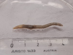  ( - ABOL-25-0362)  @11 [ ] Unspecified (default): All Rights Reserved (2025) Edith Gruber Unspecified