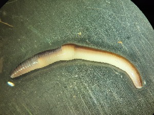  ( - ABOL-25-0310)  @11 [ ] Unspecified (default): All Rights Reserved (2025) Edith Gruber Unspecified