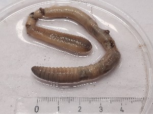  (Dendrobaena carpathomontana - ABOL-25-0361)  @11 [ ] Unspecified (default): All Rights Reserved (2025) Edith Gruber Unspecified