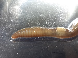  ( - ABOL-25-0357)  @11 [ ] Unspecified (default): All Rights Reserved (2025) Edith Gruber Unspecified