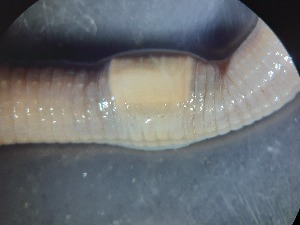  ( - ABOL-25-0357)  @11 [ ] Unspecified (default): All Rights Reserved (2025) Edith Gruber Unspecified