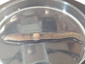  ( - ABOL-25-0357)  @11 [ ] Unspecified (default): All Rights Reserved (2025) Edith Gruber Unspecified