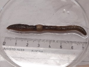  ( - ABOL-25-0357)  @11 [ ] Unspecified (default): All Rights Reserved (2025) Edith Gruber Unspecified