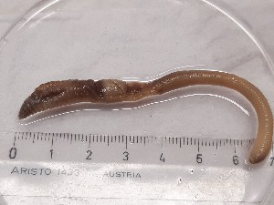  (Dendrobaena depressa - ABOL-25-0312)  @11 [ ] Unspecified (default): All Rights Reserved (2025) Edith Gruber Unspecified