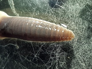  (Dendrobaena platyura - ABOL-25-0346)  @11 [ ] Unspecified (default): All Rights Reserved (2025) Edith Gruber Unspecified