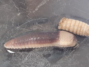  ( - ABOL-25-0346)  @11 [ ] Unspecified (default): All Rights Reserved (2025) Edith Gruber Unspecified