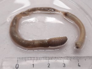  ( - ABOL-25-0350)  @11 [ ] Unspecified (default): All Rights Reserved (2025) Edith Gruber Unspecified