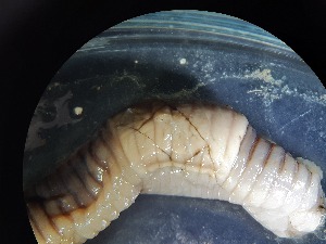  ( - ABOL-25-0304)  @11 [ ] Unspecified (default): All Rights Reserved (2025) Edith Gruber Unspecified