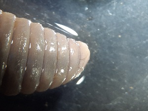  ( - ABOL-25-0304)  @11 [ ] Unspecified (default): All Rights Reserved (2025) Edith Gruber Unspecified