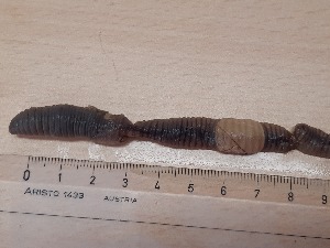  ( - ABOL-25-0304)  @11 [ ] Unspecified (default): All Rights Reserved (2025) Edith Gruber Unspecified