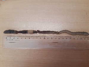  ( - ABOL-25-0304)  @11 [ ] Unspecified (default): All Rights Reserved (2025) Edith Gruber Unspecified