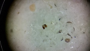  ( - ABOL-24-1343)  @11 [ ] Unspecified (default): All Rights Reserved (2025) Johannes Schall Unspecified