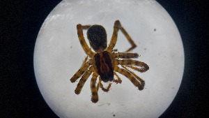  (Dysdera moravica - ABOL-24-1353)  @11 [ ] Unspecified (default): All Rights Reserved (2025) Johannes Schall Unspecified
