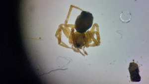  (Piratula knorri - ABOL-24-1354)  @11 [ ] Unspecified (default): All Rights Reserved (2025) Johannes Schall Unspecified