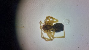  ( - ABOL-24-1354)  @11 [ ] Unspecified (default): All Rights Reserved (2025) Johannes Schall Unspecified