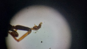  ( - ABOL-24-1358)  @11 [ ] Unspecified (default): All Rights Reserved (2025) Johannes Schall Unspecified