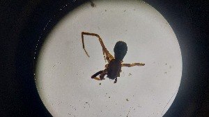  ( - ABOL-24-1358)  @11 [ ] Unspecified (default): All Rights Reserved (2025) Johannes Schall Unspecified