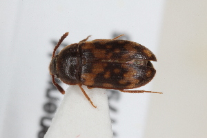  ( - ABOL-24-0964)  @11 [ ] Unspecified (default): All Rights Reserved (2024) Sebastian Ploner Unspecified