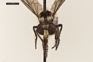  ( - NF-24-003)  @11 [ ] Unspecified (default): All Rights Reserved (2024) Natural history museum Vienna Unspecified