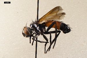  ( - NF-24-005)  @11 [ ] Unspecified (default): All Rights Reserved (2024) Natural history museum Vienna Unspecified