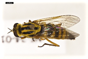  (Thereva frontalis - NF-24-013)  @11 [ ] Unspecified (default): All Rights Reserved (2024) Natural history museum Vienna Unspecified