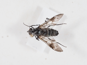  ( - NF-25-043)  @11 [ ] Unspecified (default): All Rights Reserved (2025) Naturhistorisches Museum Wien Unspecified