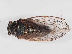  (Tibicina - NF-25-080)  @11 [ ] Unspecified (default): All Rights Reserved (2025) Naturhistorisches Museum Wien Unspecified