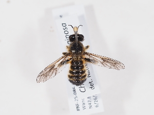  (Choerades fuliginosa - NF-25-086)  @11 [ ] Unspecified (default): All Rights Reserved (2025) Naturhistorisches Museum Wien Unspecified