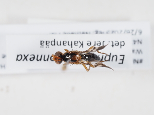  ( - NF-25-087)  @11 [ ] Unspecified (default): All Rights Reserved (2025) Naturhistorisches Museum Wien Unspecified