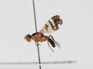  ( - NF-25-087)  @11 [ ] Unspecified (default): All Rights Reserved (2025) Naturhistorisches Museum Wien Unspecified