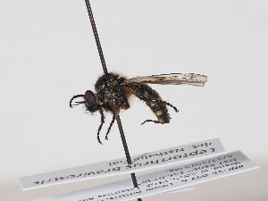  ( - NF-25-097)  @11 [ ] Unspecified (default): All Rights Reserved (2025) Naturhistorisches Museum Wien Unspecified