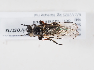  ( - NF-25-099)  @11 [ ] Unspecified (default): All Rights Reserved (2025) Naturhistorisches Museum Wien Unspecified