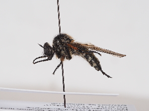  ( - NF-25-099)  @11 [ ] Unspecified (default): All Rights Reserved (2025) Naturhistorisches Museum Wien Unspecified