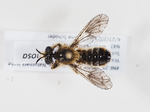  ( - NF-25-101)  @11 [ ] Unspecified (default): All Rights Reserved (2025) Naturhistorisches Museum Wien Unspecified