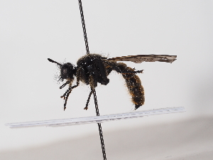  ( - NF-25-102)  @11 [ ] Unspecified (default): All Rights Reserved (2025) Naturhistorisches Museum Wien Unspecified