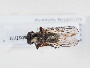  ( - NF-25-105)  @11 [ ] Unspecified (default): All Rights Reserved (2025) Naturhistorisches Museum Wien Unspecified