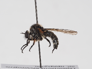  ( - NF-25-105)  @11 [ ] Unspecified (default): All Rights Reserved (2025) Naturhistorisches Museum Wien Unspecified