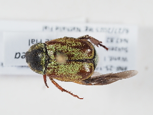  ( - NF-25-106)  @11 [ ] Unspecified (default): All Rights Reserved (2025) Naturhistorisches Museum Wien Unspecified