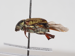  ( - NF-25-106)  @11 [ ] Unspecified (default): All Rights Reserved (2025) Naturhistorisches Museum Wien Unspecified