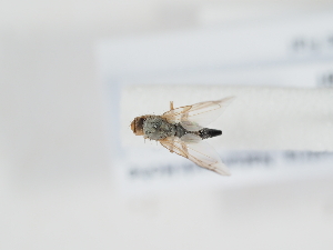  ( - NF-25-110)  @11 [ ] Unspecified (default): All Rights Reserved (2025) Naturhistorisches Museum Wien Unspecified