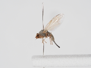  ( - NF-25-110)  @11 [ ] Unspecified (default): All Rights Reserved (2025) Naturhistorisches Museum Wien Unspecified