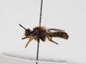  ( - NF-25-119)  @11 [ ] Unspecified (default): All Rights Reserved (2025) Naturhistorisches Museum Wien Unspecified