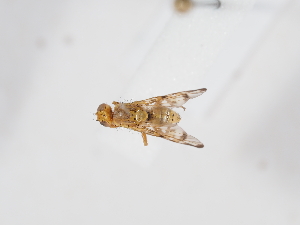  (Terellia tussilaginis - NF-25-149)  @11 [ ] Unspecified (default): All Rights Reserved (2025) Naturhistorisches Museum Wien Unspecified