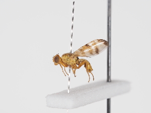  ( - NF-25-149)  @11 [ ] Unspecified (default): All Rights Reserved (2025) Naturhistorisches Museum Wien Unspecified