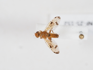  ( - NF-25-152)  @11 [ ] Unspecified (default): All Rights Reserved (2025) Naturhistorisches Museum Wien Unspecified