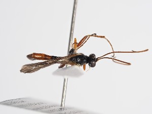  ( - ABOL-24-1632)  @11 [ ] Unspecified (default): All Rights Reserved (2024) Natural history museum Vienna Unspecified