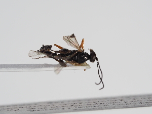  (Pristomerus armatus - ABOL-24-1633)  @11 [ ] Unspecified (default): All Rights Reserved (2024) Natural history museum Vienna Unspecified