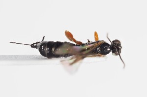  (Endromopoda phragmitis - ABOL-24-1641)  @11 [ ] Unspecified (default): All Rights Reserved (2024) Natural history museum Vienna Unspecified