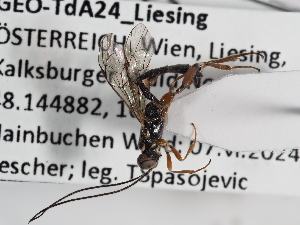  ( - ABOL-24-1644)  @11 [ ] Unspecified (default): All Rights Reserved (2024) Natural history museum Vienna Unspecified
